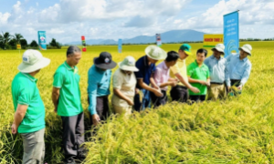 Xây nền tảng kiến thức cho sản xuất lúa phát thải thấp tại An Giang