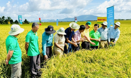 Xây nền tảng kiến thức cho sản xuất lúa phát thải thấp tại An Giang