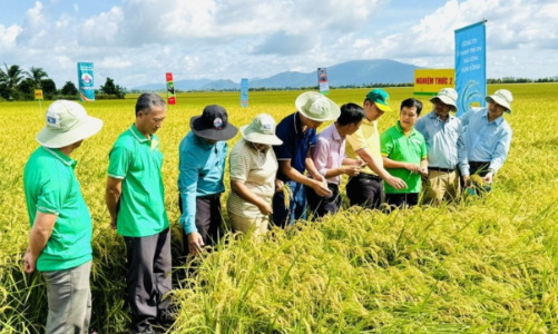 Xây nền tảng kiến thức cho sản xuất lúa phát thải thấp tại An Giang