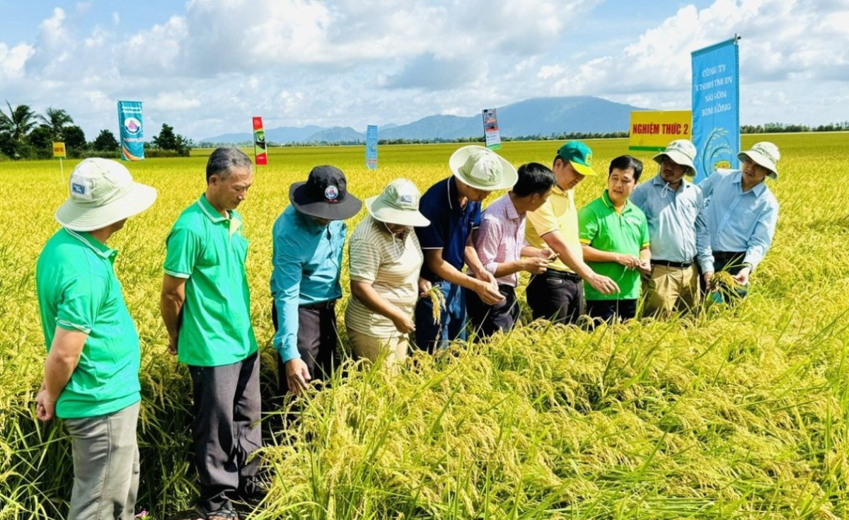 Nông dân tại An Giang được tập huấn đo lường giảm phát thải.
