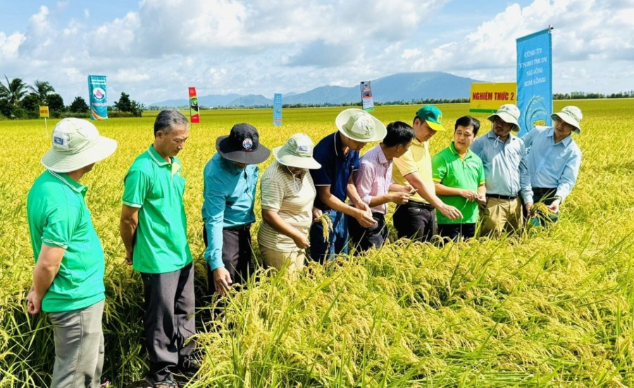 Nông dân tại An Giang được tập huấn đo lường giảm phát thải.