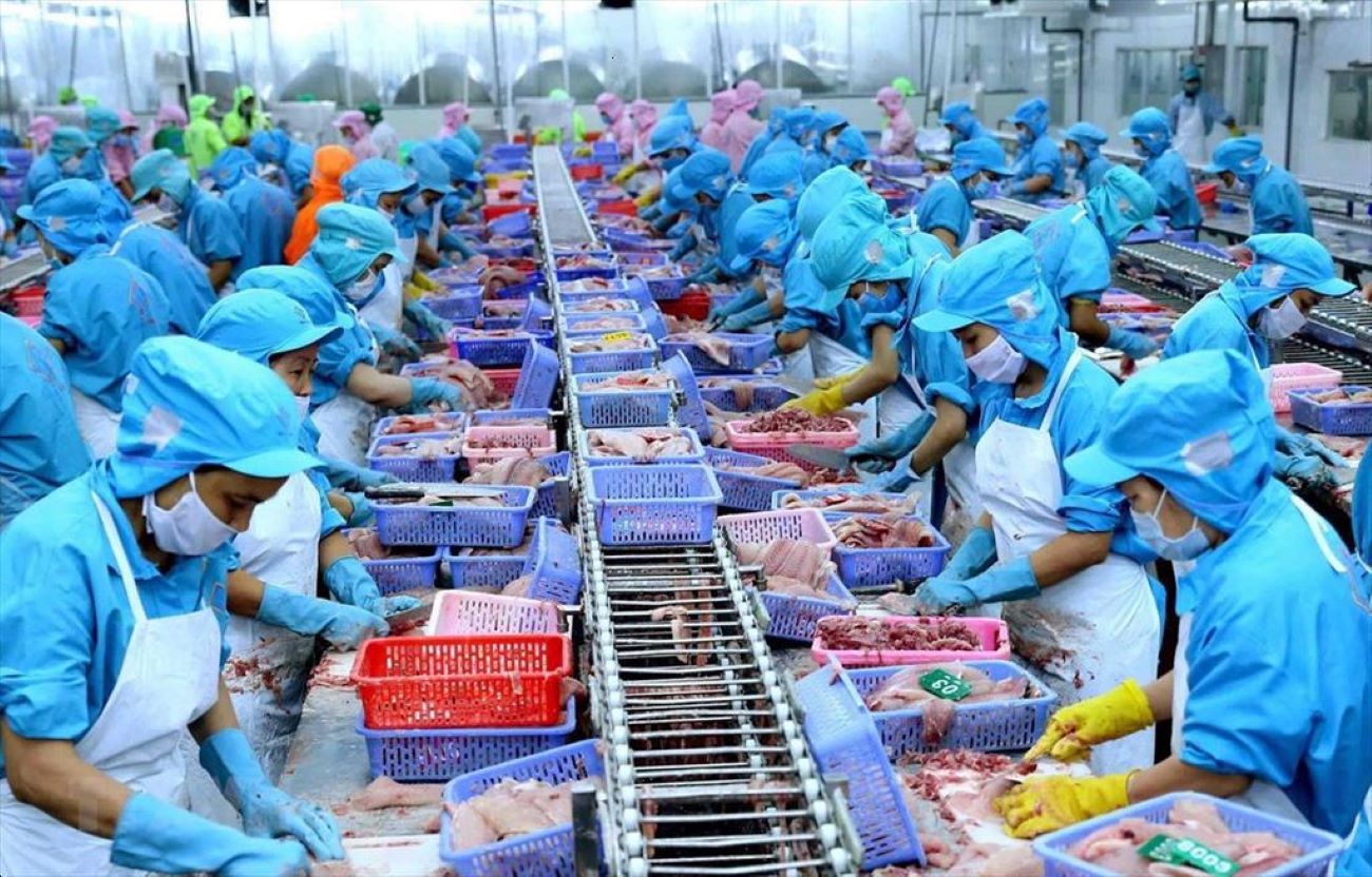 Xuất khẩu cá tra đang có dấu hiệu tăng trưởng tích cực.