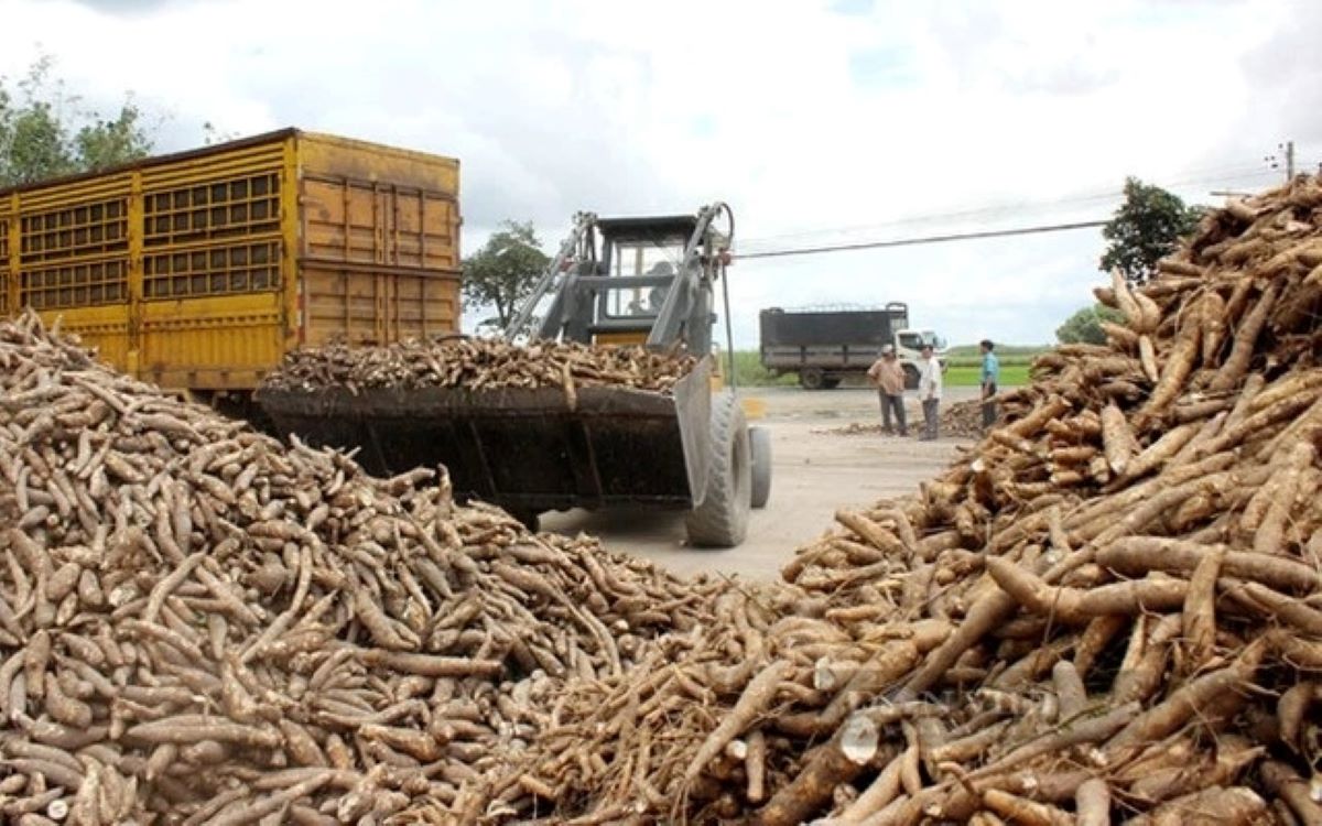 Xuất khẩu sắn vượt 1 tỷ USD, nhưng thiếu tính bền vững