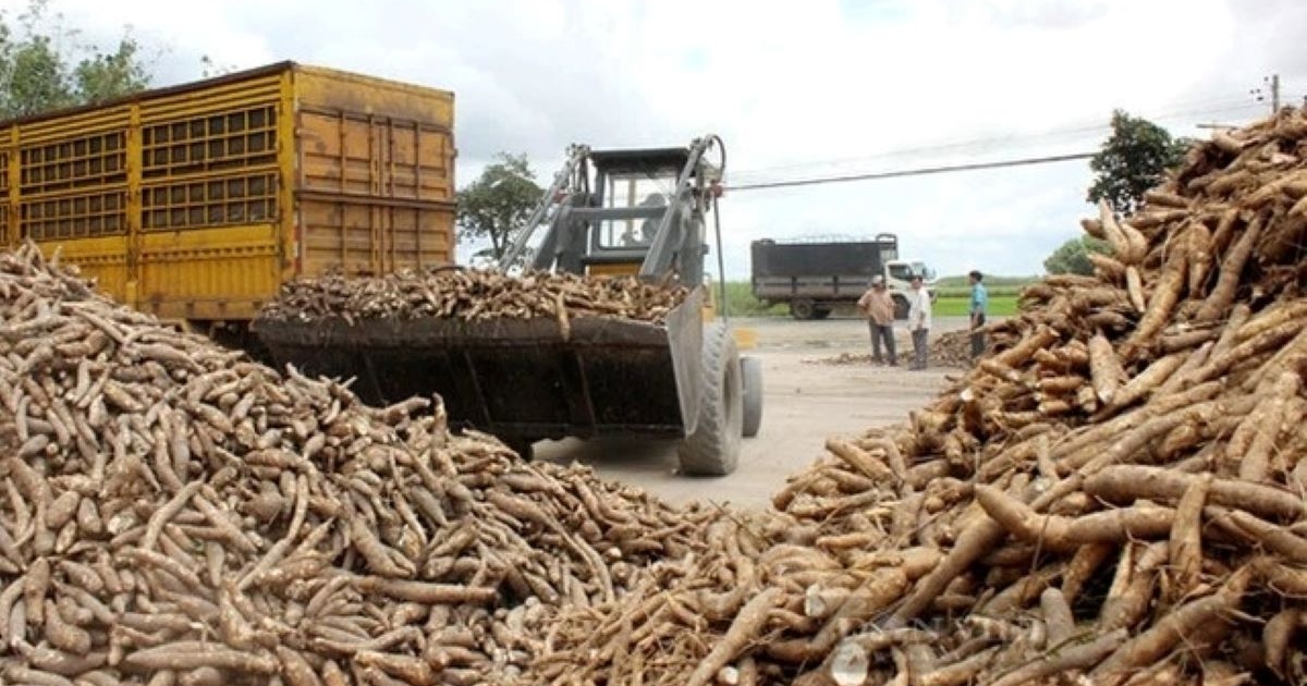 Xuất khẩu sắn vượt 1 tỷ USD, nhưng thiếu tính bền vững