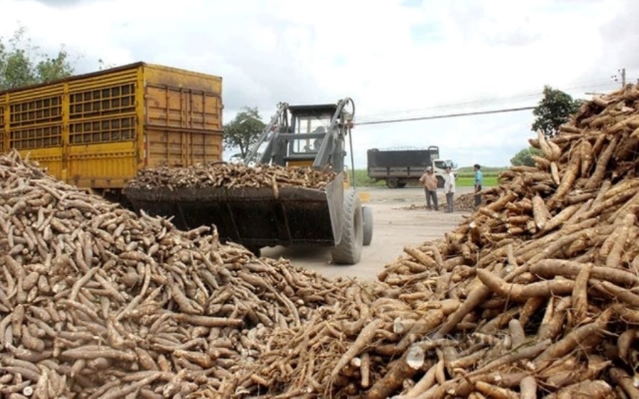 Ngành hàng sắn vẫn đang đối mặt với nhiều thách thức.