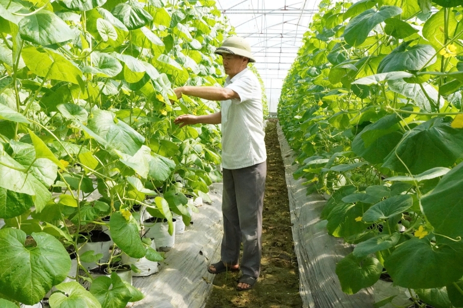 Những giàn dưa lưới xanh mướt trong hệ thống nhà màng của Hợp tác xã Thiệu Hưng, xã Thiệu Hóa.