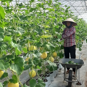 Công nghiệp sinh học ngành nông nghiệp trở thành một trong những động lực tăng trưởng mới của kinh tế nông nghiệp đô thị. Ảnh minh họa
