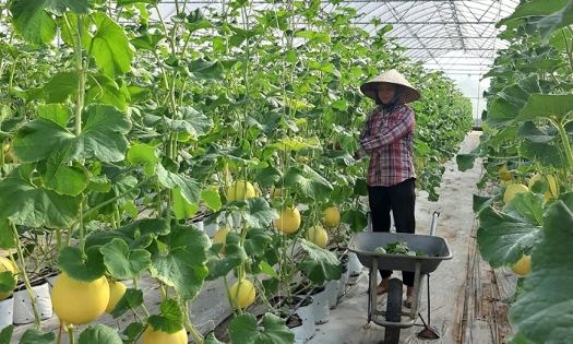Công nghiệp sinh học ngành nông nghiệp trở thành một trong những động lực tăng trưởng mới của kinh tế nông nghiệp đô thị. Ảnh minh họa
