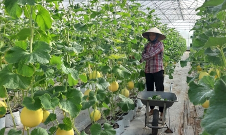 Công nghiệp sinh học ngành nông nghiệp trở thành một trong những động lực tăng trưởng mới của kinh tế nông nghiệp đô thị. Ảnh minh họa