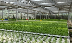 Làm nông nghiệp sạch và bền vững, bao gồm các mô hình canh tác thông minh, là một trong những hướng tập trung của tín dụng xanh. Ảnh minh họa