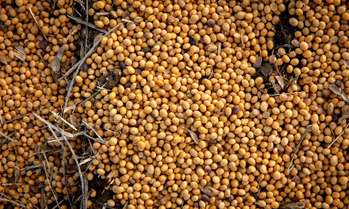 Nông dân đậu tương Mỹ vẫn “dài cổ” đợi khách Trung Quốc