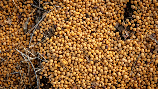 Nông dân đậu tương Mỹ vẫn “dài cổ” đợi khách Trung Quốc