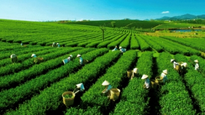 Vietnam’s tea exports earn $189 mln in 10M