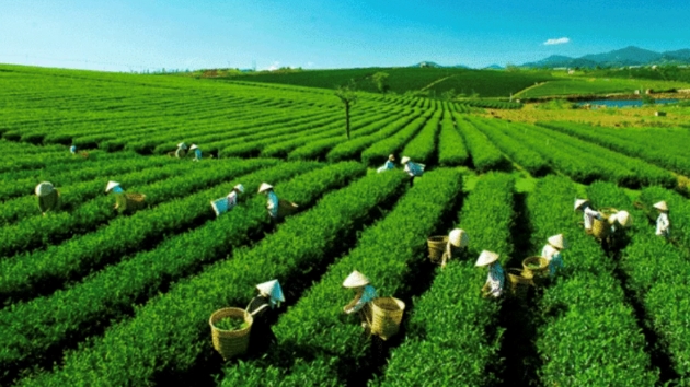 Vietnam’s tea exports earn $189 mln in 10M