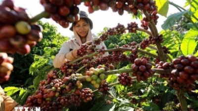 Vietnam's 2025 coffee exports forecast to exceed $8bln 