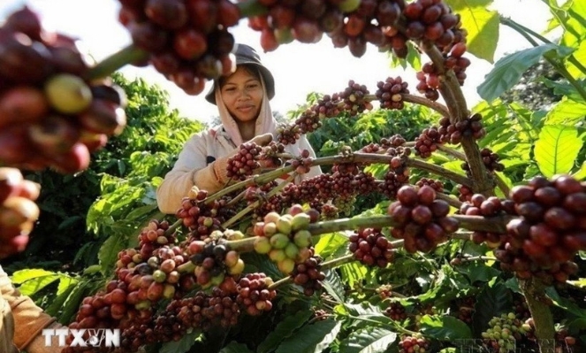Vietnam's 2025 coffee exports forecast to exceed $8bln 