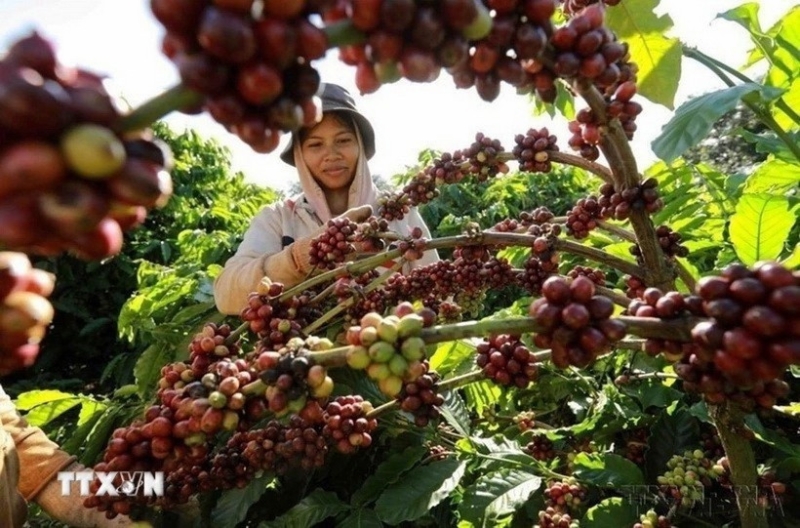 Vietnam's 2025 coffee exports forecast to exceed $8bln 