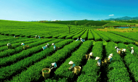 Xuất khẩu chè giảm nhưng vẫn ghi nhận điểm sáng từ thị trường Thái Lan