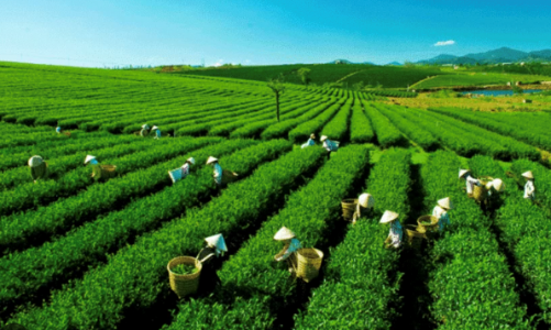 Xuất khẩu chè giảm nhưng vẫn ghi nhận điểm sáng từ thị trường Thái Lan