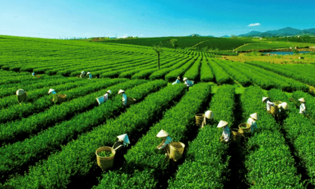 Xuất khẩu chè 10 tháng suy giảm cả về lượng và giá trị