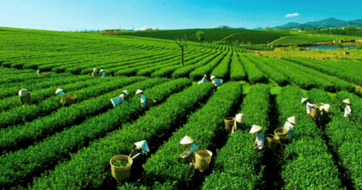 Xuất khẩu chè giảm nhưng vẫn ghi nhận điểm sáng từ thị trường Thái Lan