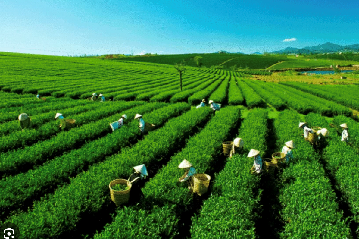 Xuất khẩu chè 10 tháng suy giảm cả về lượng và giá trị