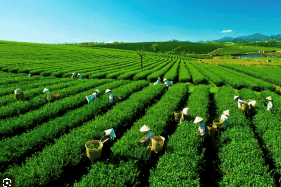 Xuất khẩu chè 10 tháng suy giảm cả về lượng và giá trị