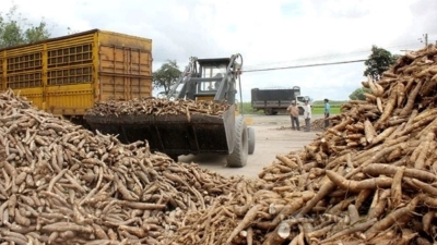 Vietnam's cassava exports top over $1 bln in 10M