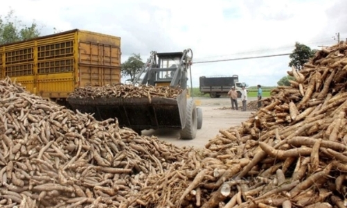 Vietnam's cassava exports top over $1 bln in 10M