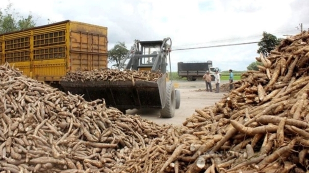 Vietnam's cassava exports top over $1 bln in 10M