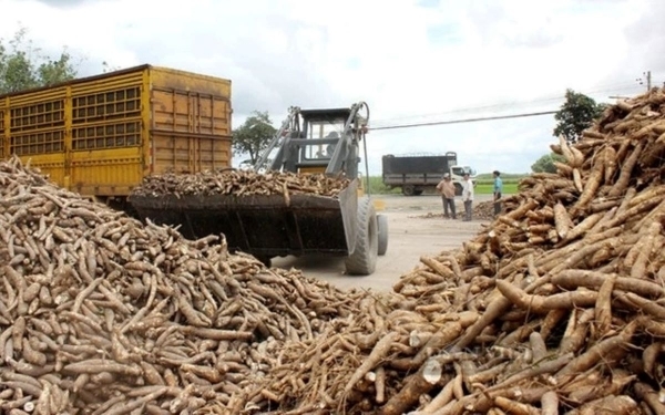 Vietnam's cassava exports top over $1 bln in 10M