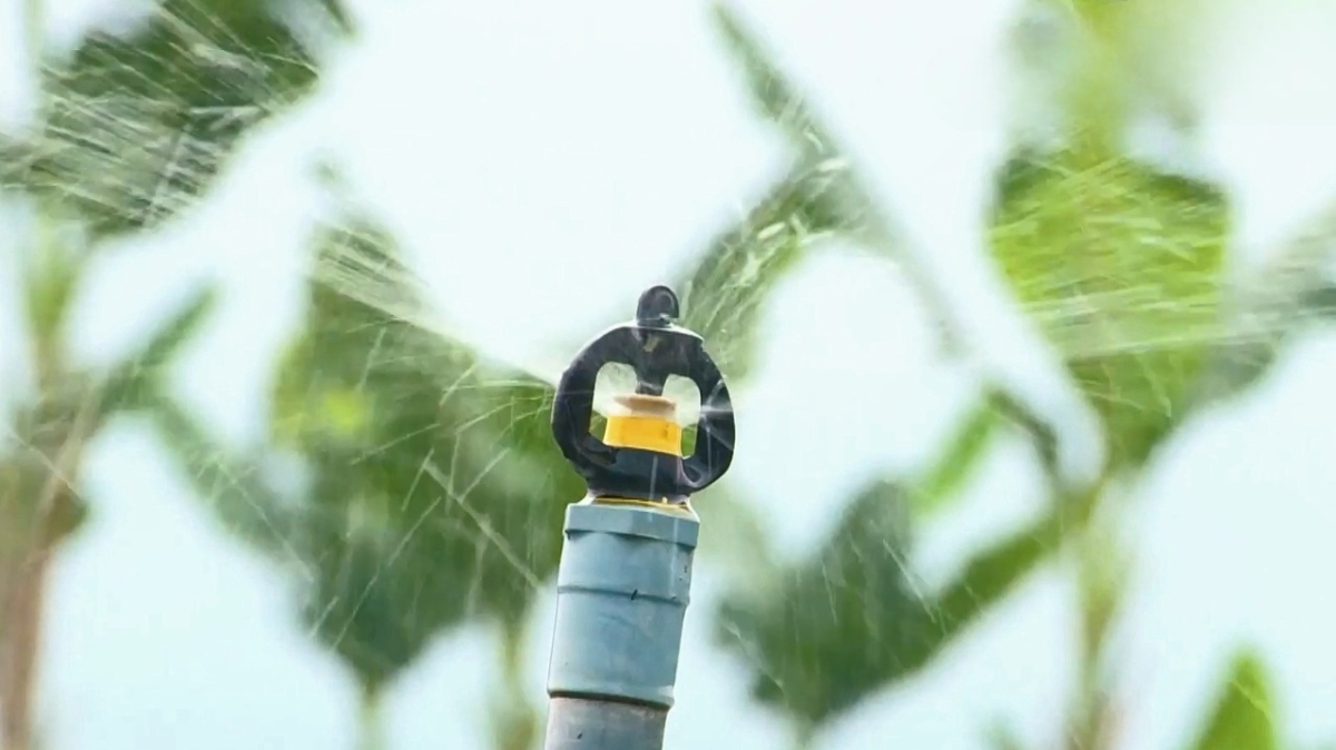 Hợp tác xã đầu tư hệ thống tưới tự động 100%