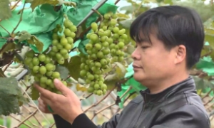 Một doanh nhân trẻ làm giàu từ nông nghiệp công nghệ cao ở miền núi Thanh Hóa