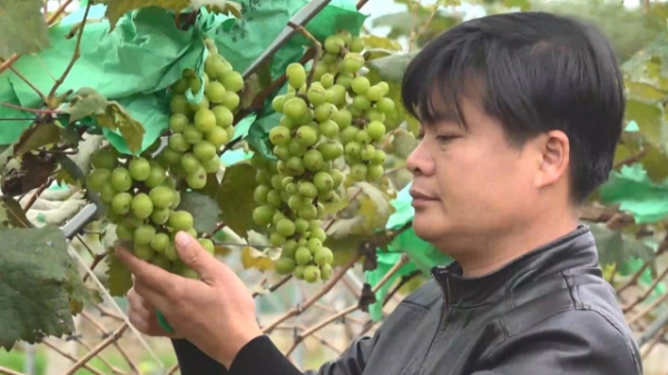 Một doanh nhân trẻ làm giàu từ nông nghiệp công nghệ cao ở miền núi Thanh Hóa