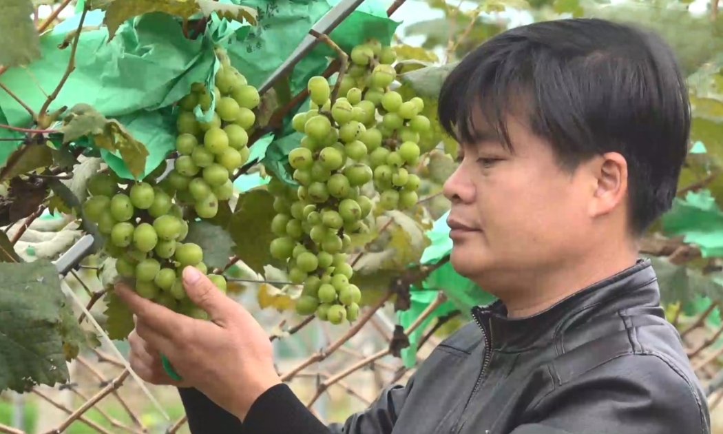 Anh Hoàng Văn Tuấn thường xuyên kiểm tra chất lượng quả nho để đảm bảo đạt chuẩn chất lượng khi đưa ra thị trường