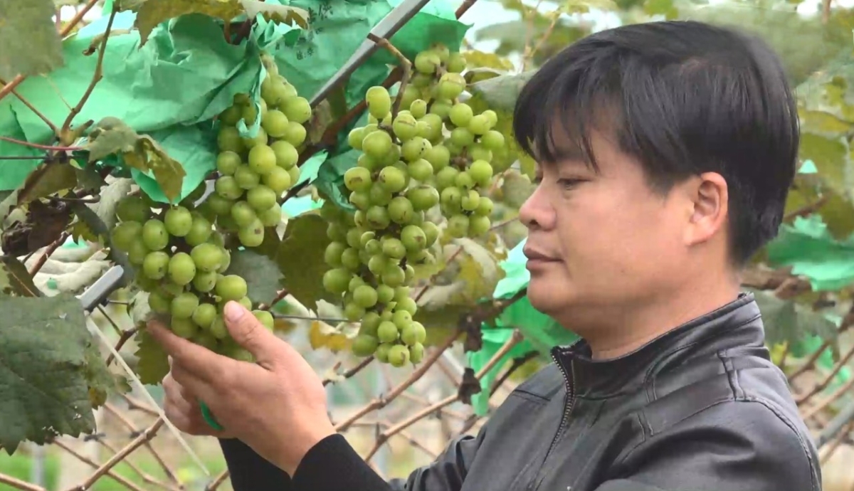 Anh Hoàng Văn Tuấn thường xuyên kiểm tra chất lượng quả nho để đảm bảo đạt chuẩn chất lượng khi đưa ra thị trường