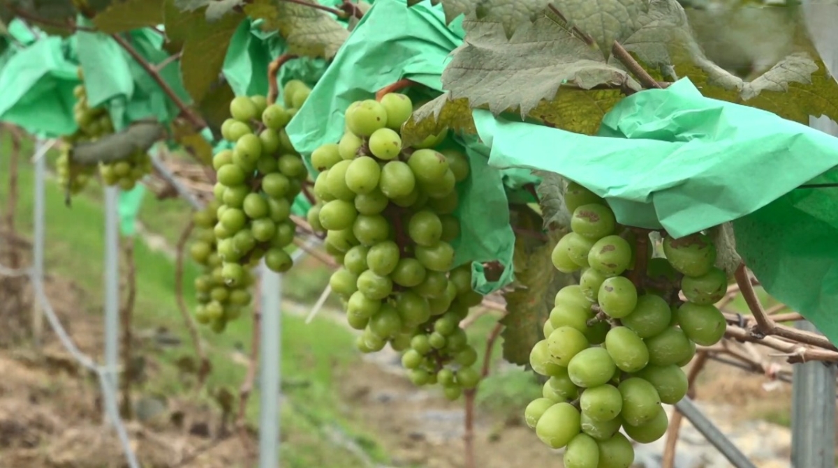 Năng suất quả nho đạt 5–6 kg mỗi gốc, giá bán trên thị trường dao động 300.000–400.000 đồng/kg