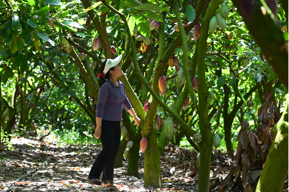 Circular agriculture is opening up new opportunities for Vietnamese cocoa farmers.