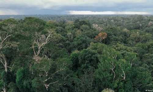 Đức cam kết 1 tỷ euro cho Quỹ bảo vệ rừng nhiệt đới tạo cú hích mới cho tài chính khí hậu toàn cầu