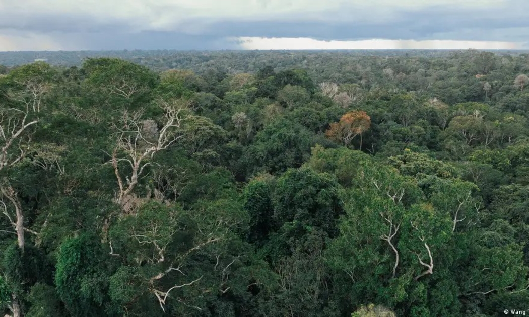 Đức cam kết 1 tỷ euro cho Quỹ bảo vệ rừng nhiệt đới tạo cú hích mới cho tài chính khí hậu toàn cầu