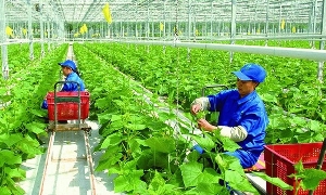 Nhân lực cho nông nghiệp là vấn đề chiến lược, cấp thiết