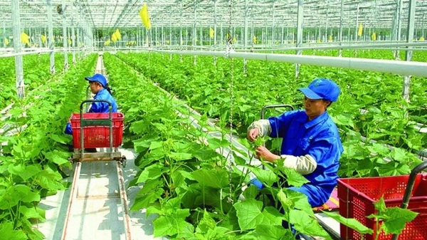 Nhân lực cho nông nghiệp là vấn đề chiến lược, cấp thiết 