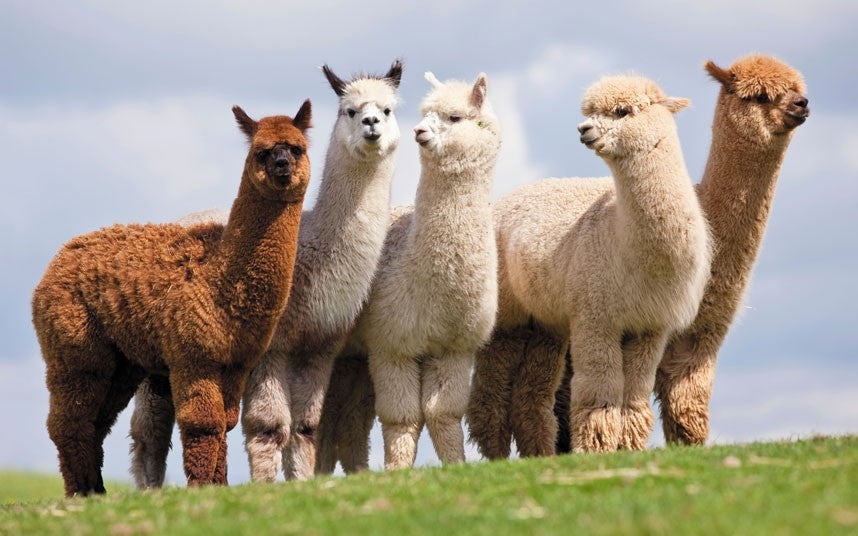 Alpaca là một loài lạc đà nhỏ sống ở vùng núi Andes của Nam Mỹ.
