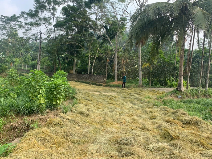 Nhiều hộ dân xã Phương Viên, tỉnh Phú Thọ đã giảm nghèo nhờ trồng thêm cây ăn trái. 