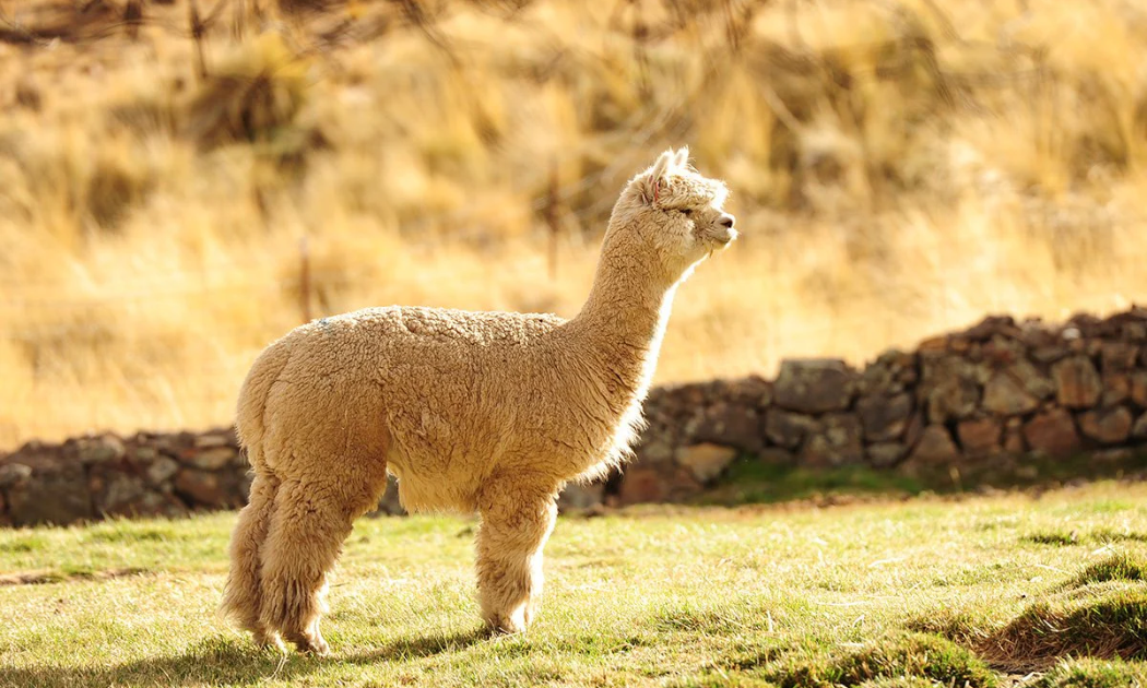 Len Alpaca: Chất liệu bền vững mới cho mùa đông