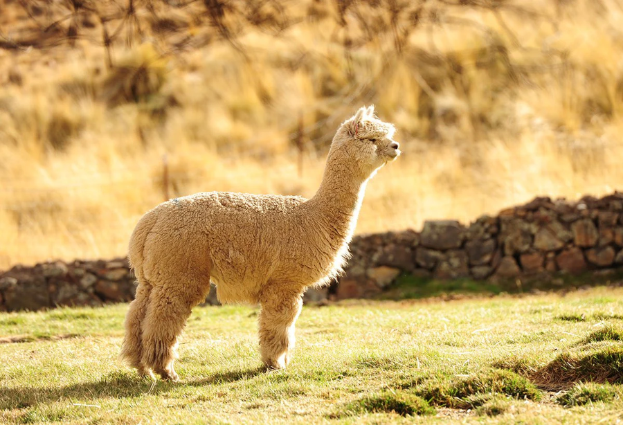 Xét về mặt hiệu năng, len Alpaca vừa giữ ấm tốt vừa bền. 