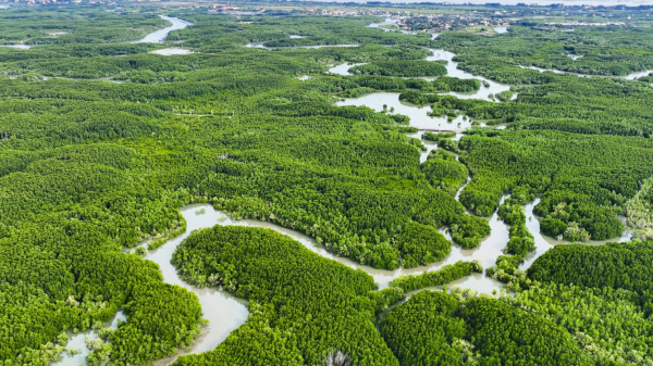 Việt Nam sẽ xây dựng cơ sở dữ liệu carbon xanh quốc gia, lộ trình giảm phát thải từ carbon xanh