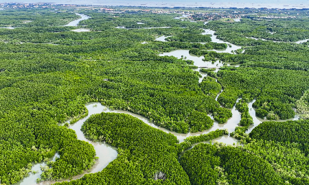 Khu dự trữ sinh quyển rừng ngập mặn Cần Giờ