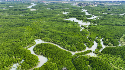 Vietnam to develop blue carbon database and decarbonization roadmap