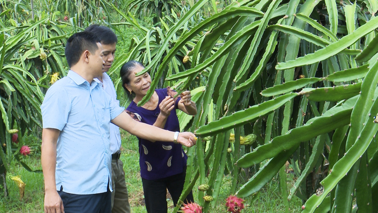 Mô hình trồng cây thanh long tại xã Xuân Bình (Thanh Hóa) đã giúp bà con nơi đây có thu nhập và ổn định cuộc sống.